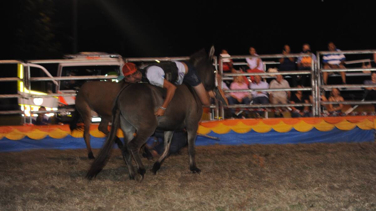 Harley Baker shows everyone how to ride a mule backwards.