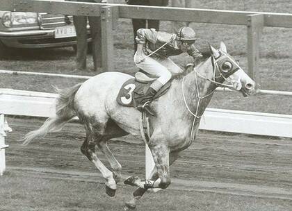 Grey area … Ming Dynasty and Midge Didham win the 1980 Caulfield Cup. The gelding also won it in 1977.